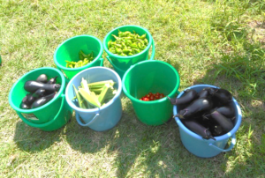 野菜の収穫物の写真。